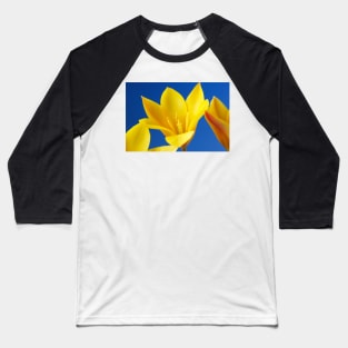 Golden lady tulip or Tulipa clusiana var. chrysantha Baseball T-Shirt